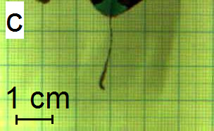 Artificial Muscle 1
