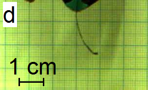 Artificial Muscle 2